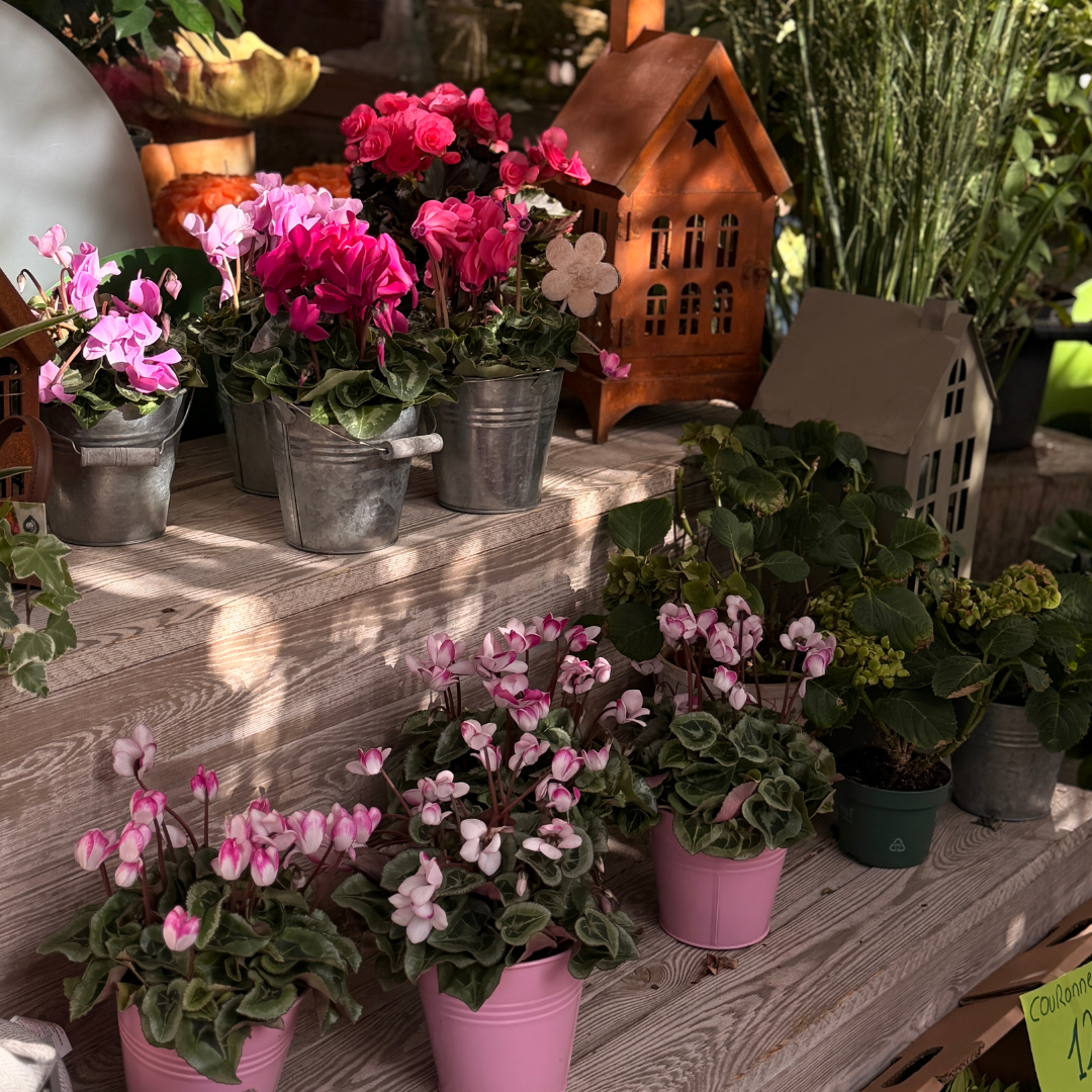 fleurs-jardindamandine